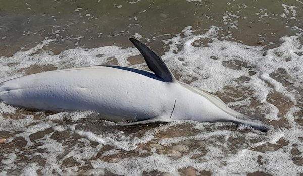Apareció un delfín muerto y con una bolsa de plástico en su estómago en Costa del Este