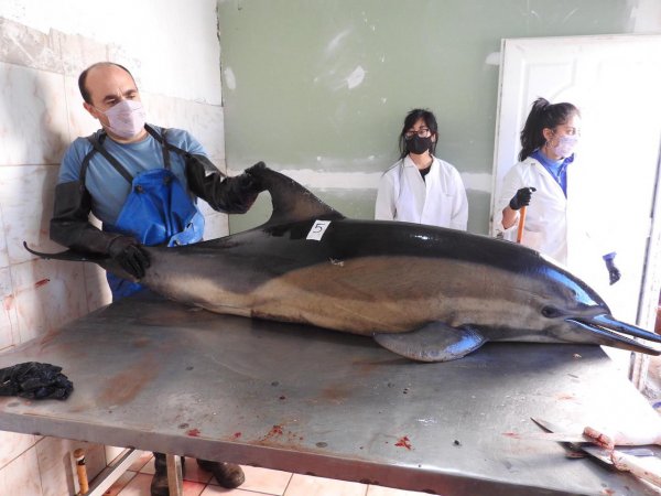 16 delfines aparecieron muertos en las costas rionegrinas