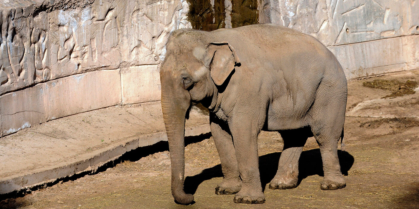 Las elefantas de Mendoza ya hicieron cuarentena y serán trasladadas a Brasil