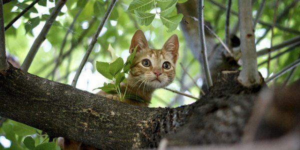 Trepó a un árbol para bajar a un gato y tuvo que ser rescatada por los bomberos