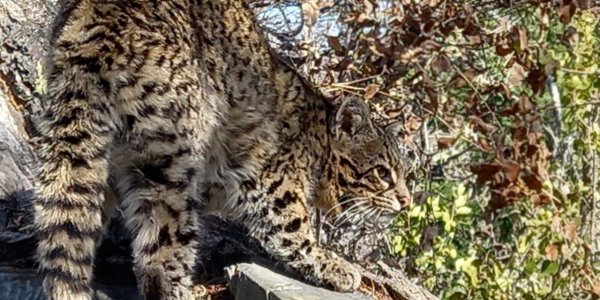 Apareció un gato montés en Bariloche por la modificación de su hábitat