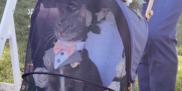 Un gato hizo de padrino en un casamiento y conquistó las redes 