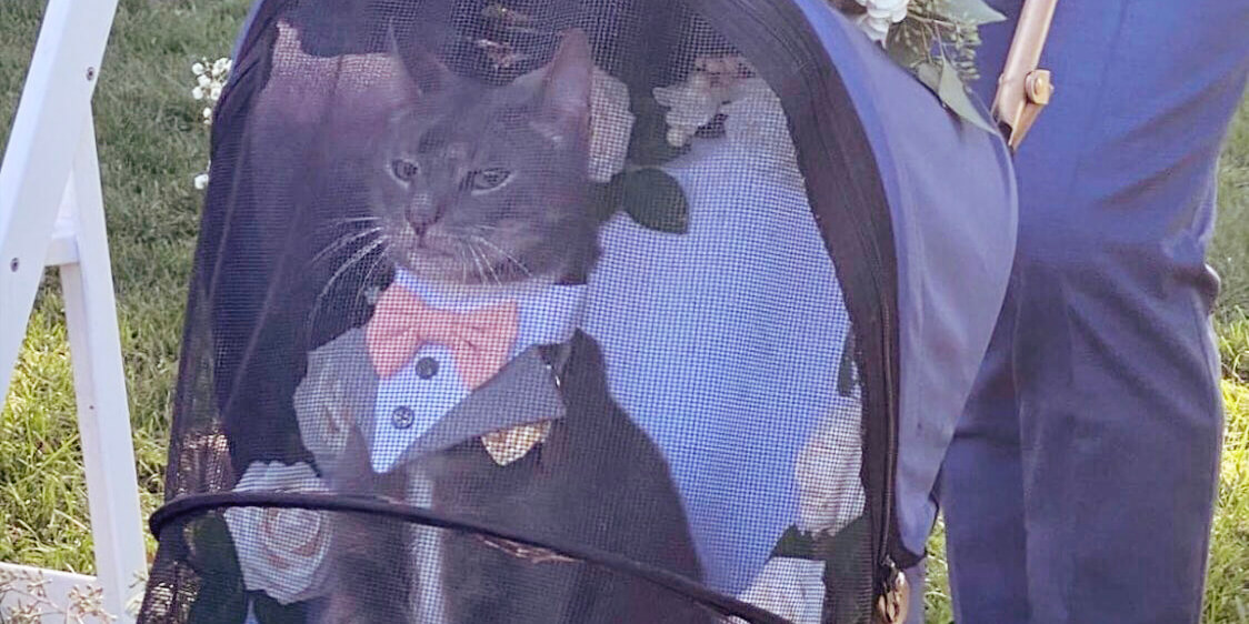 Un gato hizo de padrino en un casamiento y conquistó las redes 