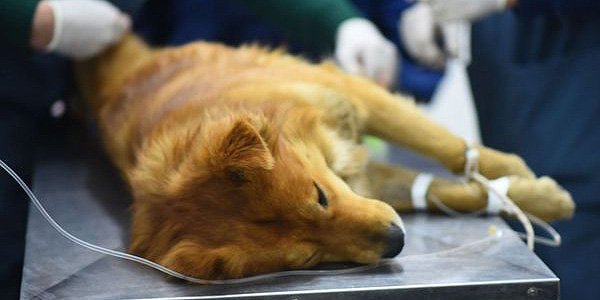 Declaran a La Plata como “municipio no eutanásico de animales”