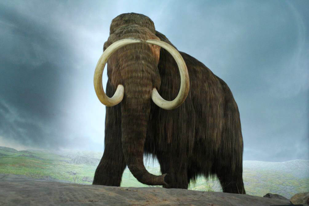 Buscan “revivir” una especie de mamut extinguido hace 4.000 años