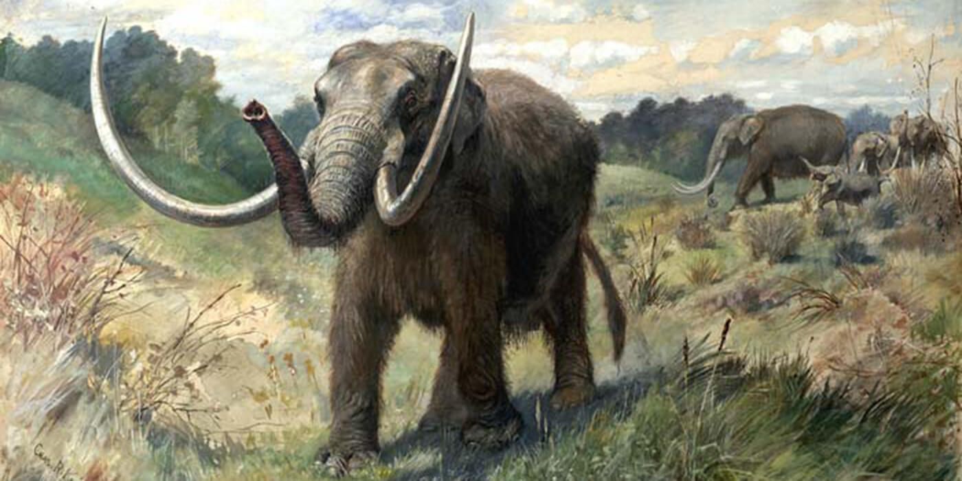 Hallan restos fósiles de un mastodonte en Santa Fe