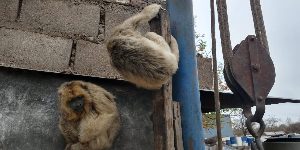 Un vecino de Córdoba entregó dos monos carayá que tenía como mascotas