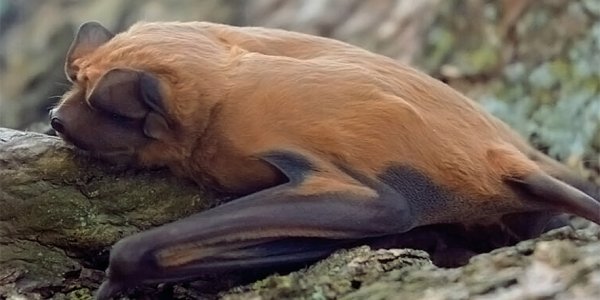 Descubren una nueva especie de murciélago en Santa Fe