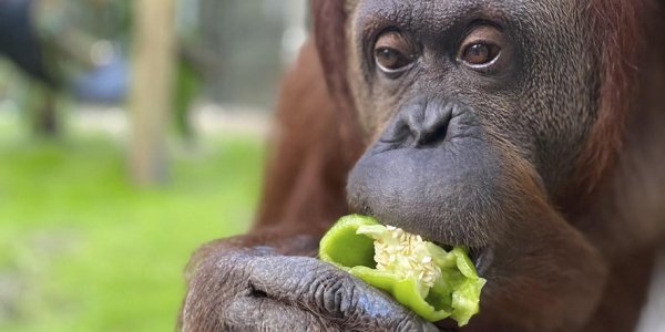 La orangutana Sandra, la primera “persona no humana” del país