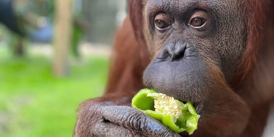 La orangutana Sandra, la primera “persona no humana” del país