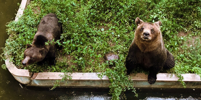 Vecinos de Córdoba exigen el traslado de 3 osos del ex zoo