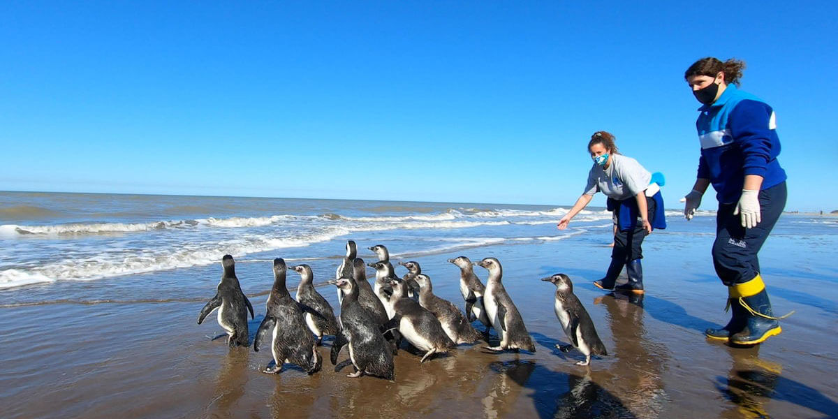 14 pingüinos regresaron al mar tras ser rescatados en San Clemente