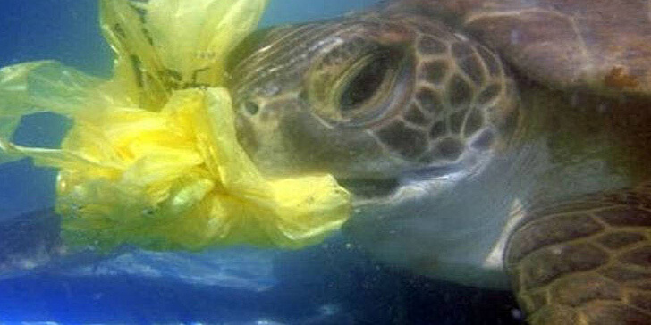 Buscan sustituir las bolsas de plástico en las panaderías de las islas Galápagos