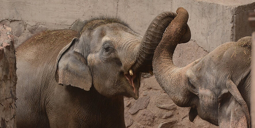 Un fallo avaló el traslado de las elefantas Pocha y Guillermina a Brasil
