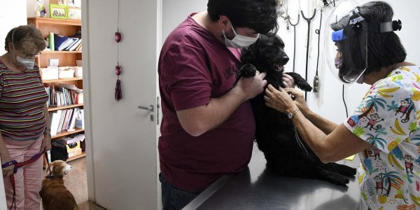 Resaltan la importancia de vacunar perros y gatos anualmente contra la rabia
