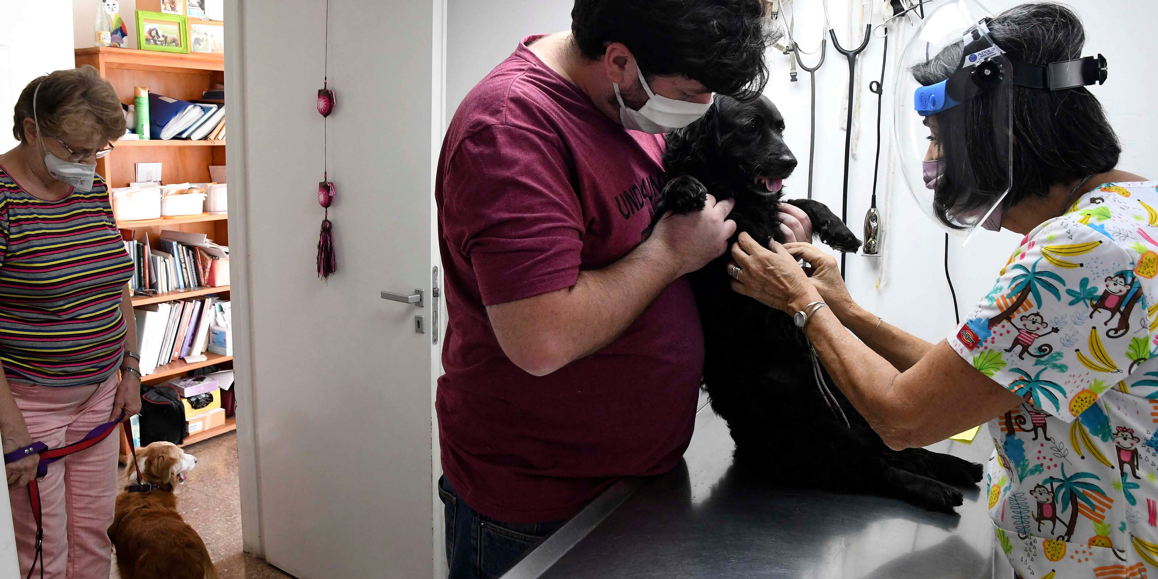 Resaltan la importancia de vacunar perros y gatos anualmente contra la rabia