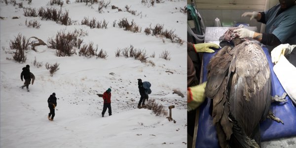 En plena nevada, rescatan a un cóndor que no podía volar en Mendoza