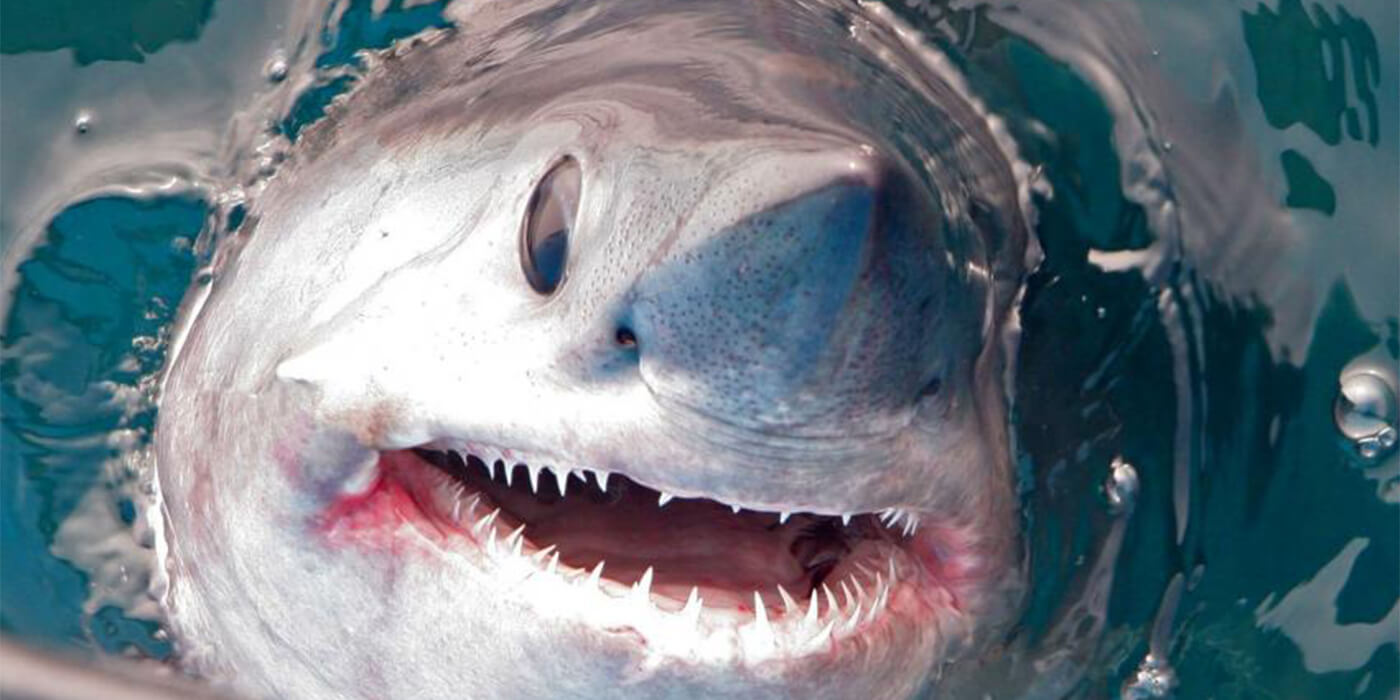 Más de un tercio de las especies de tiburones están bajo amenaza