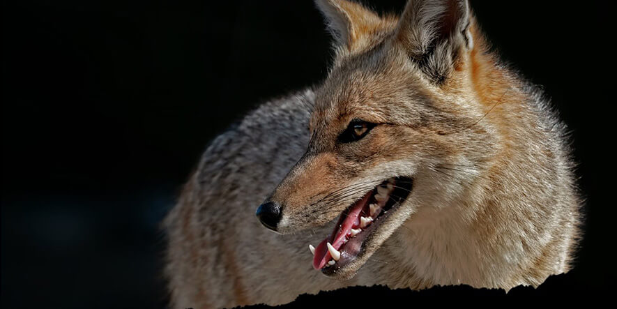 Buscan terminar con la ley que premia la caza de pumas y zorros en Chubut