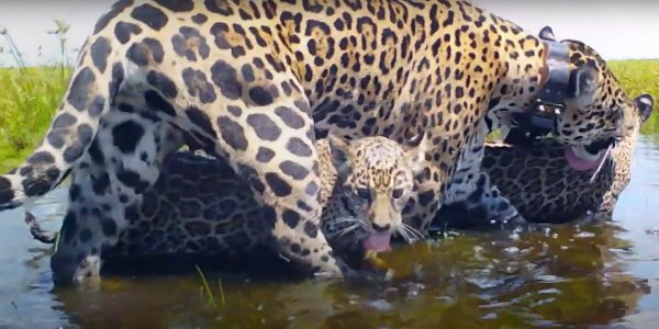 Cumplen 1 año Karai y Porã, los primeros cachorros de yaguareté libres en Iberá 