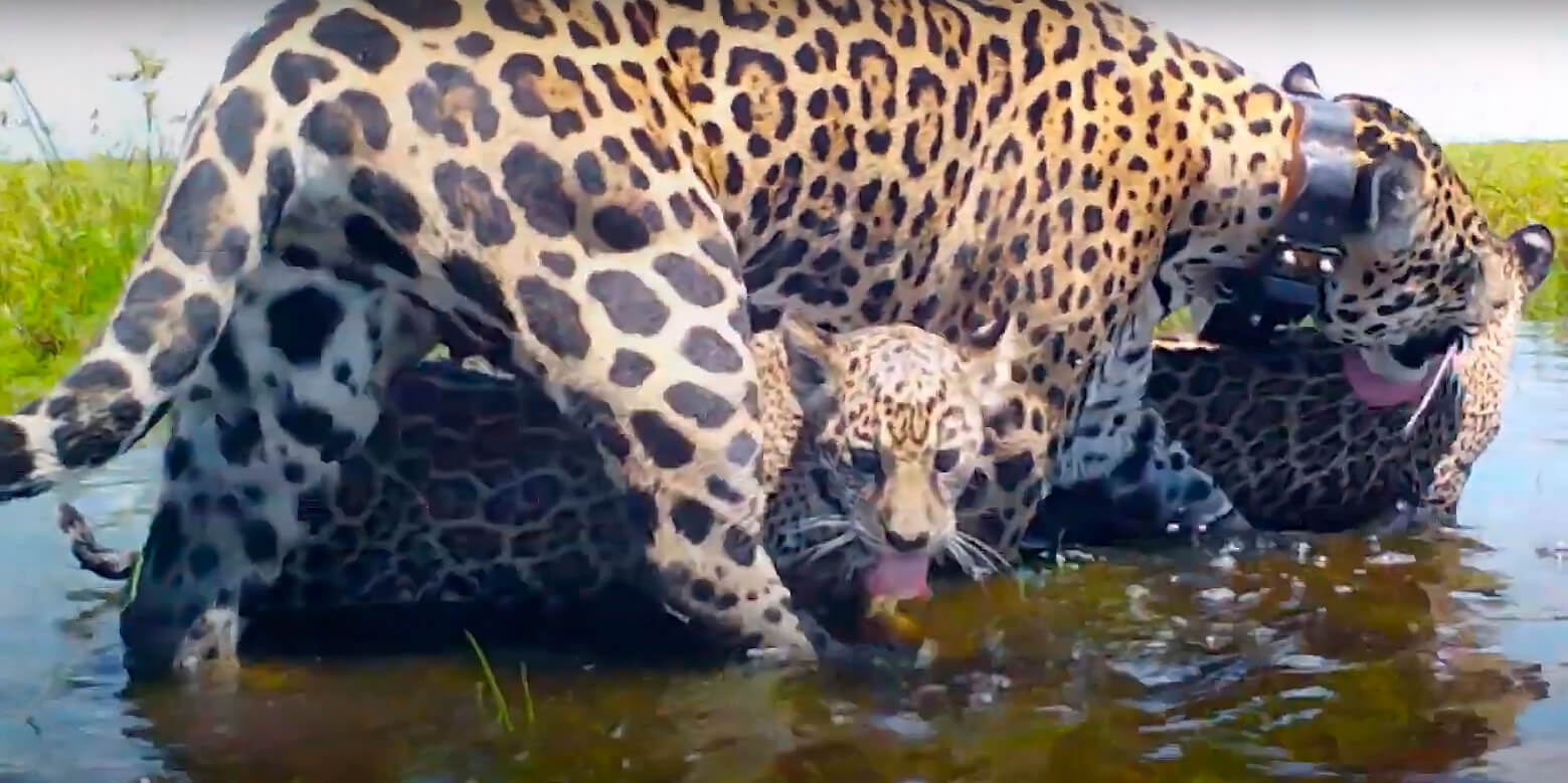 Cumplen 1 año Karai y Porã, los primeros cachorros de yaguareté libres en Iberá 