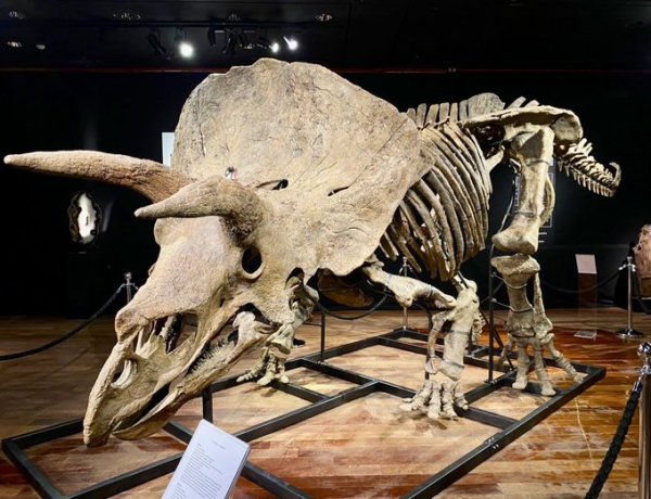 Subastan al triceratops “Big John” en París por 7,7 millones de dólares