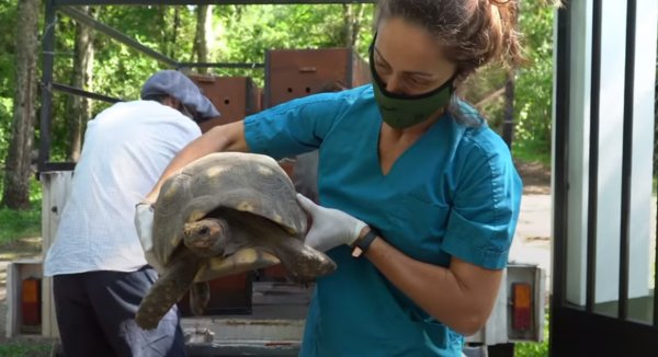 Reintroducen 40 tortugas yabotí en el Impenetrable