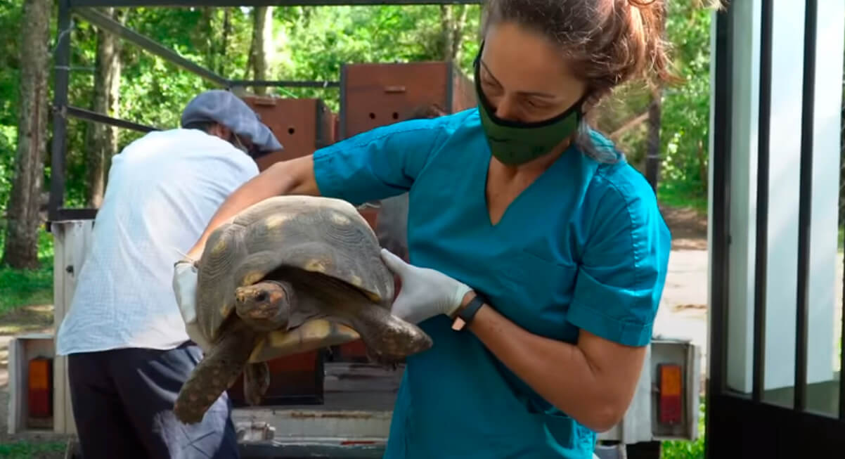 Reintroducen 40 tortugas yabotí en el Impenetrable