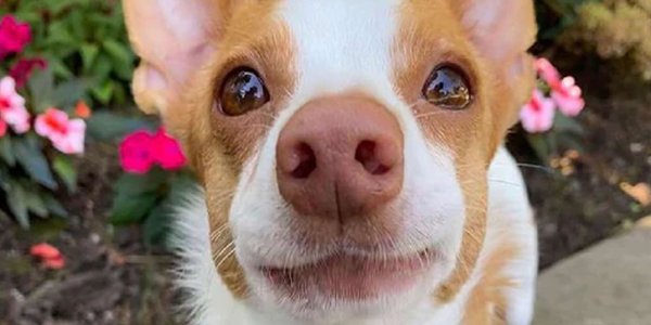Un perrito reaccionó exageradamente a un pequeño corte y se volvió viral