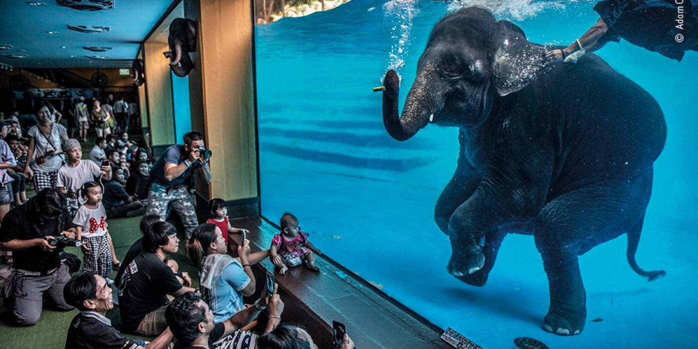 Wildlife Photographer of the Year: Estas son las increíbles fotos ganadoras
