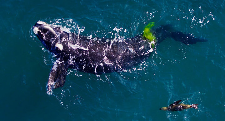 El calentamiento del océano afecta la supervivencia de la ballena franca austral