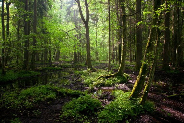 Denuncian la tala del último bosque virgen de Europa