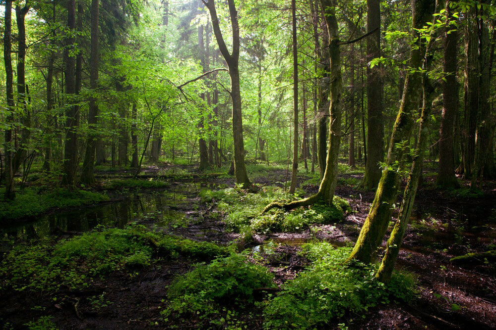 Denuncian la tala del último bosque virgen de Europa