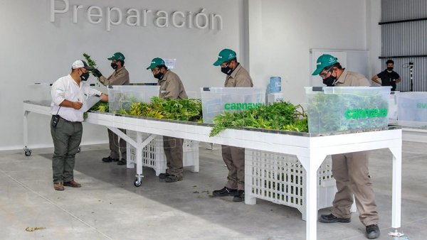 Inauguran en Jujuy un complejo de biotecnología para producir cannabis medicinal