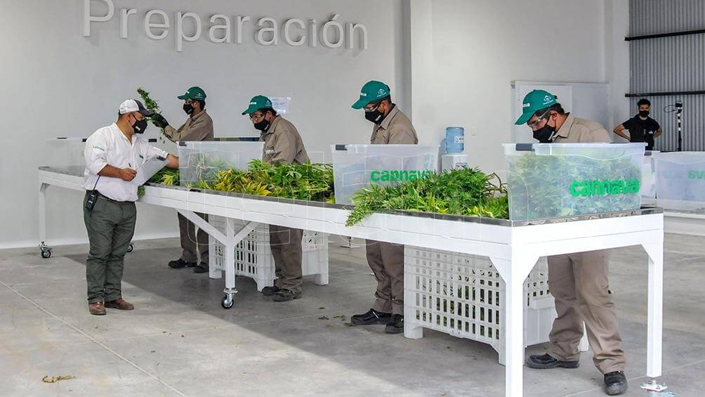 Inauguran en Jujuy un complejo de biotecnología para producir cannabis medicinal