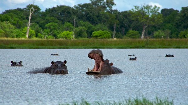 Esterilizan 24 hipopótamos en Colombia, un legado insólito de Pablo Escobar