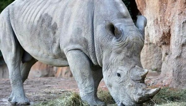 Murió el rinoceronte blanco más viejo del mundo y será embalsamado