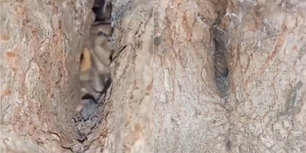 Viral: Graban a un supuesto duende en Córdoba