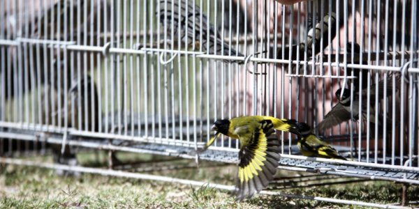 Aves rescatadas del comercio ilegal fueron liberadas en Costanera Sur