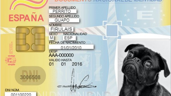 A partir de 2022 perros y gatos tendrán DNI en España