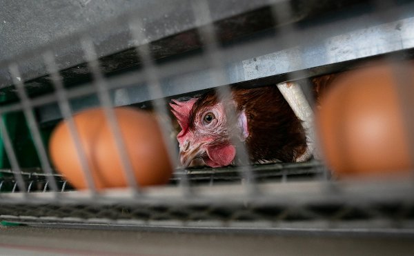 Promueven una ley de etiquetado sobre el origen de los huevos