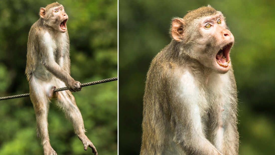 Las fotografías más cómicas de la vida silvestre de 2021