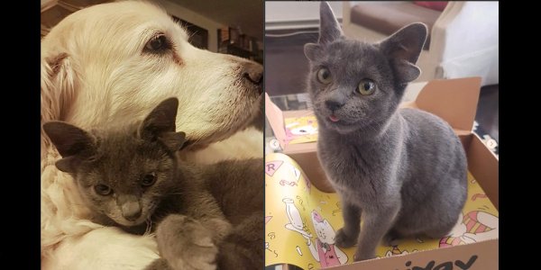 Una gatita con cuatro orejas encontró hogar y se hizo viral