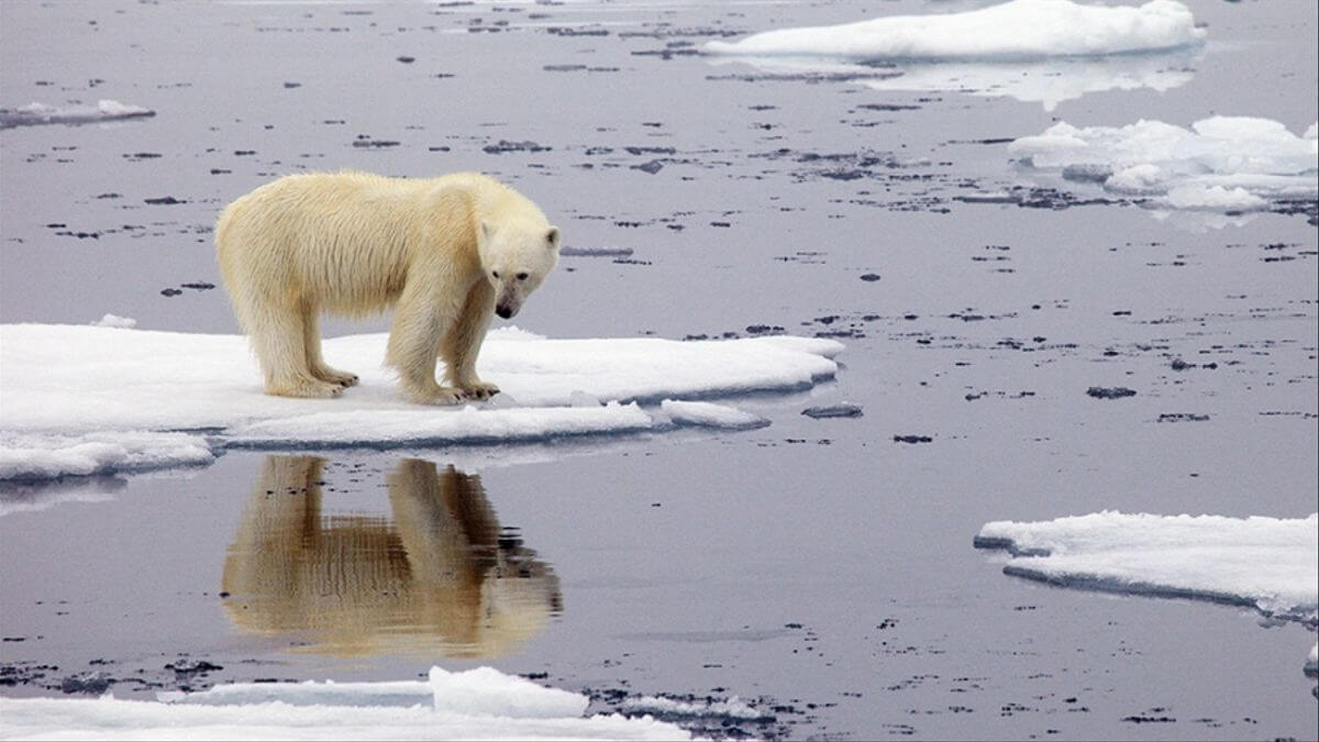 Cambio climático: Con 38ºC la ONU confirmó un récord de calor en el Ártico