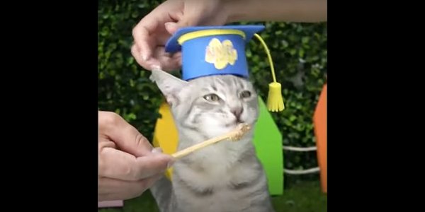 Inauguran la primera escuela para gatitos en Ecuador