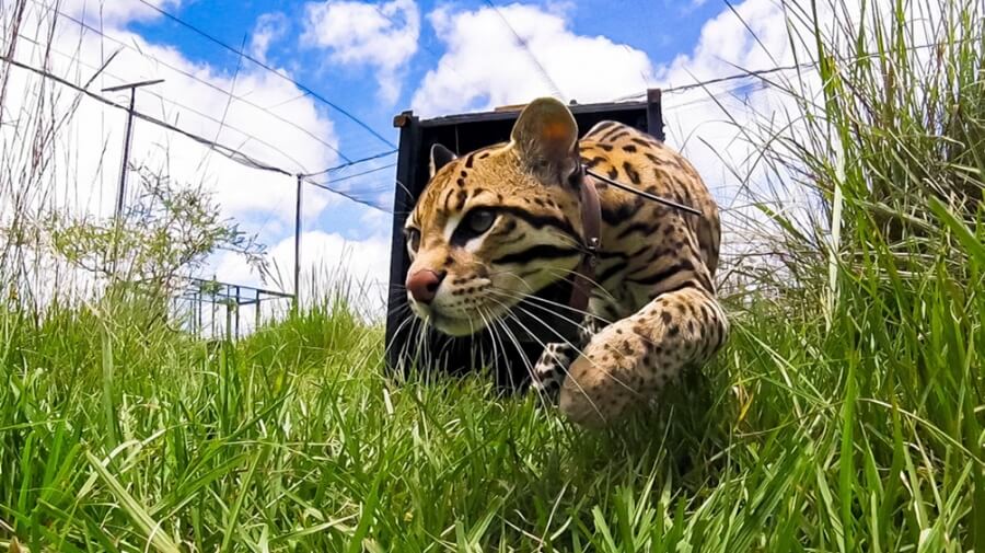 Anuncian programa para reintroducir al Ocelote en los Esteros del Iberá