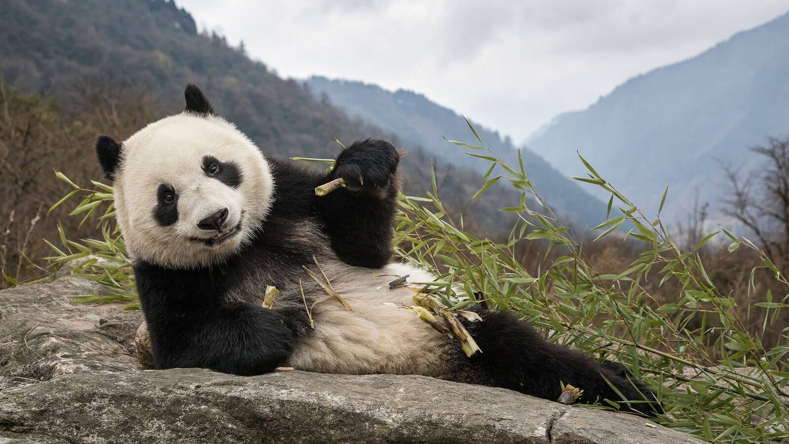 Descubren en China el fósil de un panda gigante de 100 mil años
