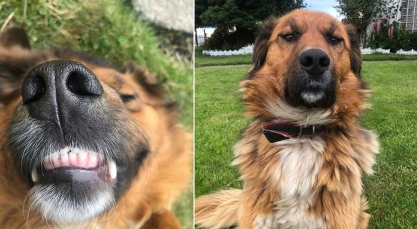 La mascota del presidente electo de Chile causa furor en las redes