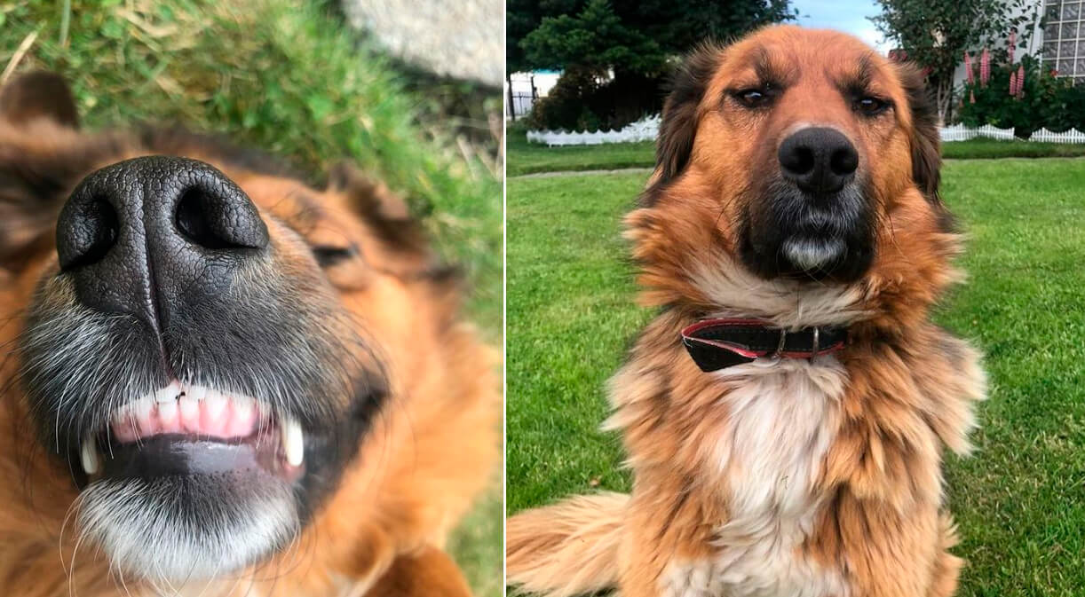 La mascota del presidente electo de Chile causa furor en las redes