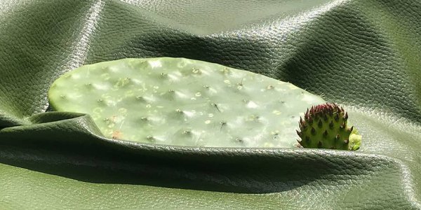 Con cactus, mexicanos crean “cuero vegano”